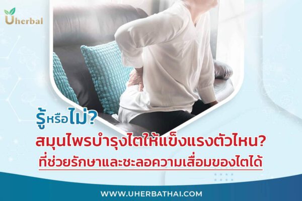 รู้หรือไม่? สมุนไพรบํารุงไตให้แข็งแรงตัวไหน? ที่ช่วยรักษาและชะลอความเสื่อมของไตได้